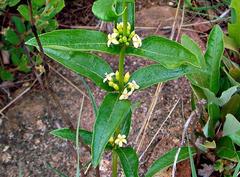 Fadogia homblei