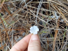 Stylisma patens angustifolia