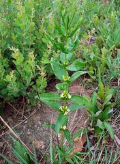 Fadogia homblei