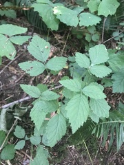 Tiarella trifoliata trifoliata