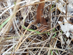 Stylisma patens angustifolia