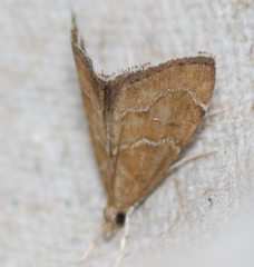 Aethiophysa extorris