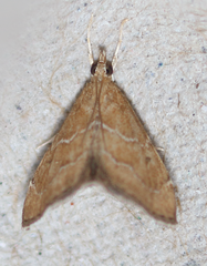 Aethiophysa extorris