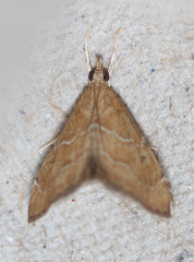 Aethiophysa extorris