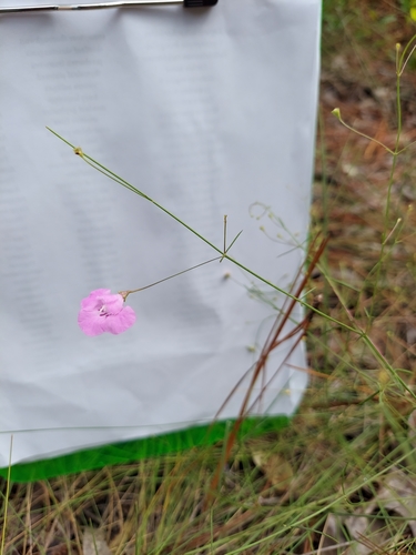 Image of Agalinis divaricata by (c) Athena Philips, some rights reserved (CC BY)