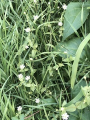 Stellaria aquatica