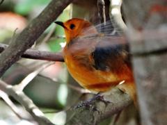 Cossypha natalensis natalensis