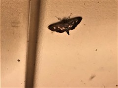 Desmia subdivisalis