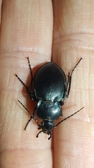 Carabus convexus
