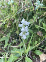 Spiranthes arcisepala