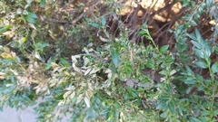 Cydalima perspectalis