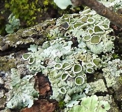 Parmelina carporrhizans