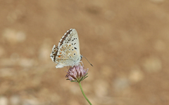 Polyommatus hispana