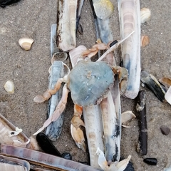 Liocarcinus holsatus