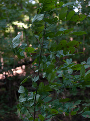 Fraxinus quadrangulata