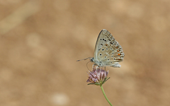 Polyommatus hispana