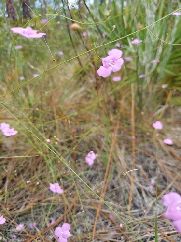 Image of Agalinis divaricata by (c) Athena Philips, some rights reserved (CC BY)