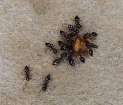 Crematogaster oscaris