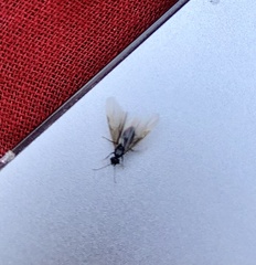Formicidae