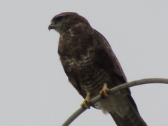 Buteo buteo
