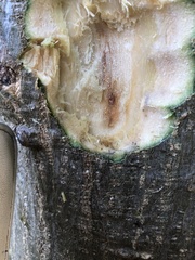 Neocosmospora euwallaceae