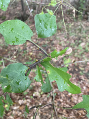 Anisota pellucida