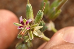Pelargonium redactum