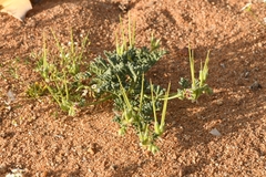 Pelargonium redactum