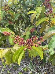 Ardisia compressa