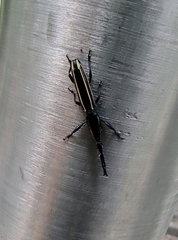 Brentus anchorago
