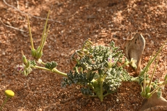 Pelargonium redactum