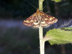Pyrausta ostrinalis