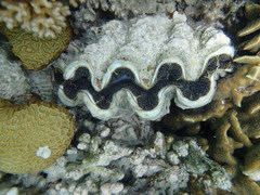 Tridacninae