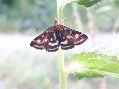 Pyrausta ostrinalis