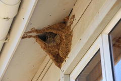 Papio ursinus ursinus