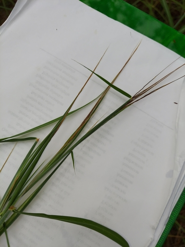 Image of Sweet Tanglehead (Heteropogon melanocarpus) by (c) Athena Philips, some rights reserved (CC BY)