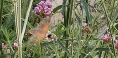 Macroglossum stellatarum