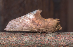 Lepidoptera