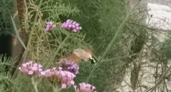 Macroglossum stellatarum