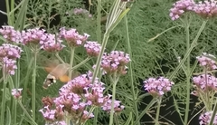 Macroglossum stellatarum