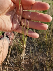 Aristida basiramea