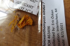 Gloioxanthomyces nitidus