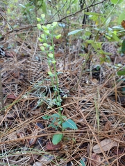 Scutellaria arenicola
