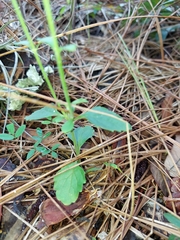 Scutellaria arenicola