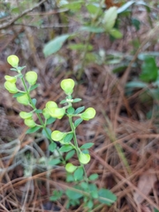 Scutellaria arenicola