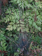 Festuca pallens