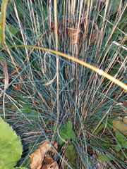 Festuca pallens