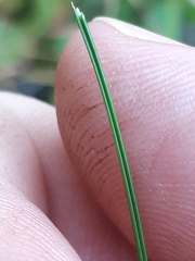 Festuca pallens