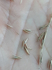Festuca pallens
