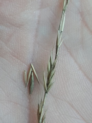 Festuca pallens